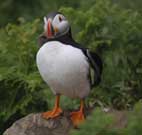 Skomer Island